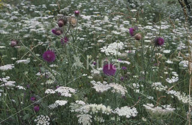 Knikkende distel (Carduus nutans)