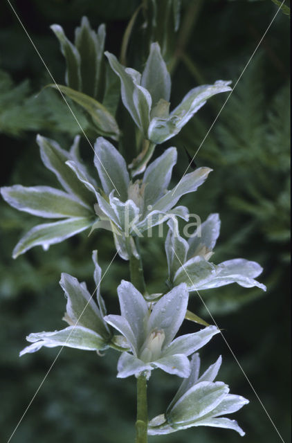 Knikkende vogelmelk (Ornithogalum nutans)