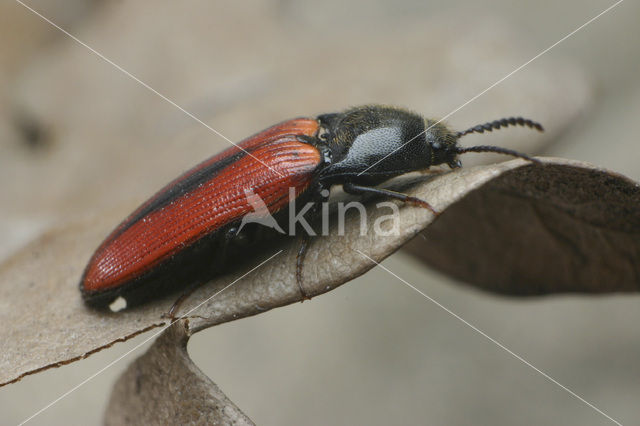 click beetle (Ampedus sanguinolentus)