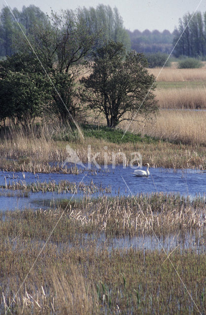 Knobbelzwaan (Cygnus olor)