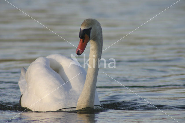 Knobbelzwaan (Cygnus olor)