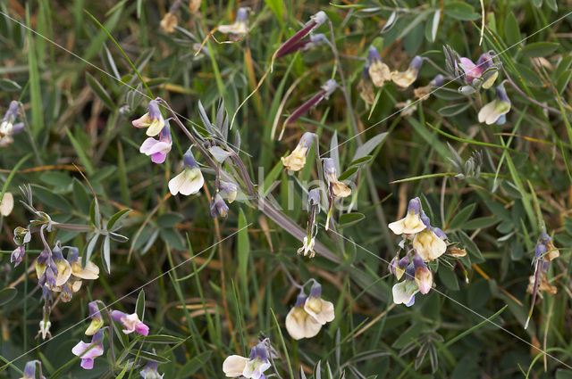 Knollathyrus (Lathyrus linifolius)