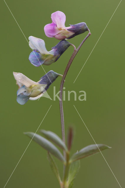 Knollathyrus (Lathyrus linifolius)