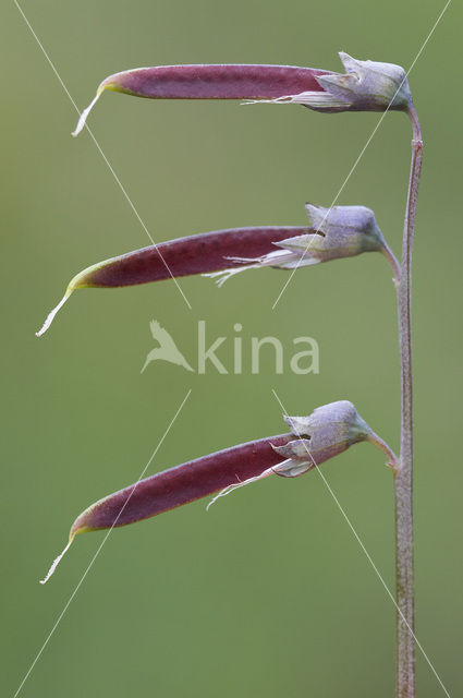 Knollathyrus (Lathyrus linifolius)