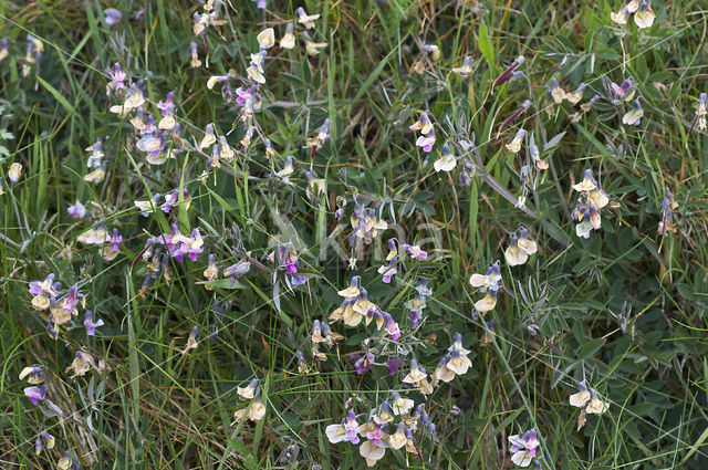 Knollathyrus (Lathyrus linifolius)