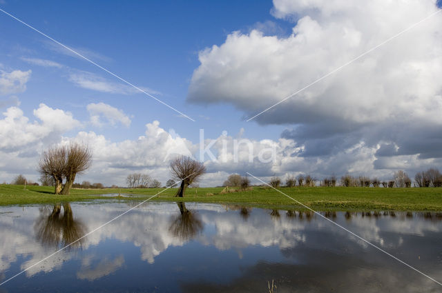 Knotwilg (Salix alba)