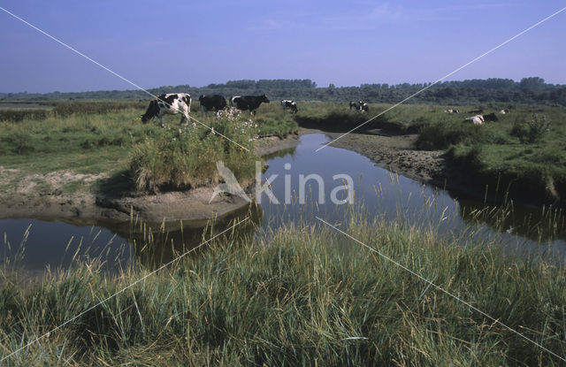 Koe (Bos domesticus)