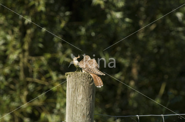 Common Cuckoo (Cuculus canorus)