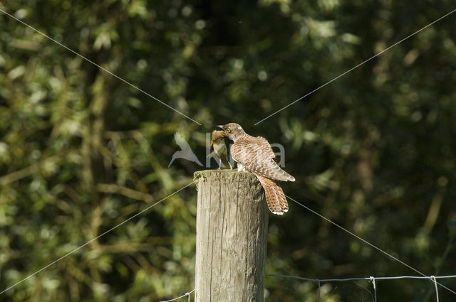 Common Cuckoo (Cuculus canorus)