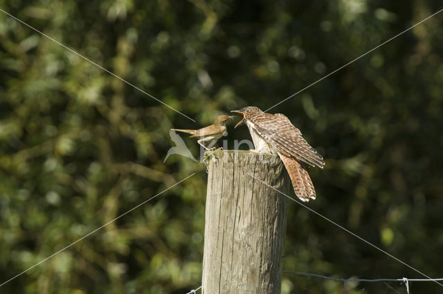 Common Cuckoo (Cuculus canorus)