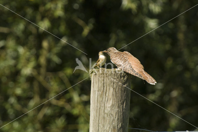 Common Cuckoo (Cuculus canorus)