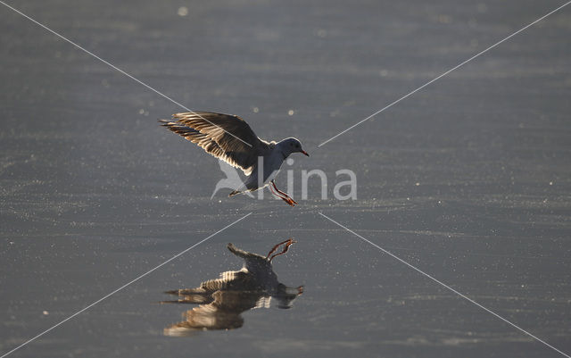 Black-headed Gull (Larus ridibundus)