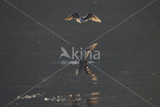 Black-headed Gull (Larus ridibundus)