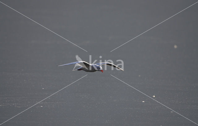 Black-headed Gull (Larus ridibundus)