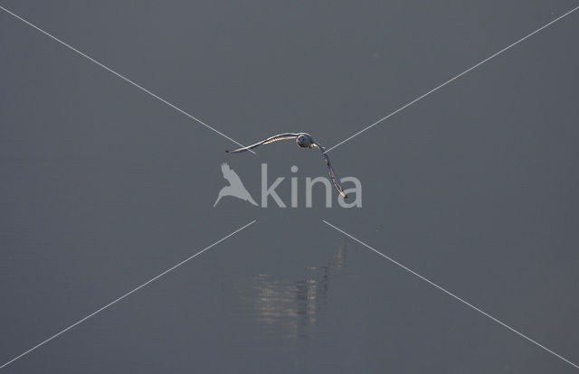 Black-headed Gull (Larus ridibundus)