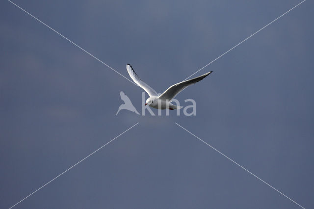 Black-headed Gull (Larus ridibundus)