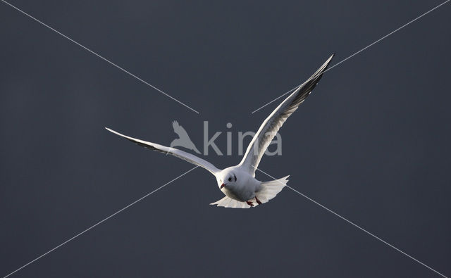 Black-headed Gull (Larus ridibundus)