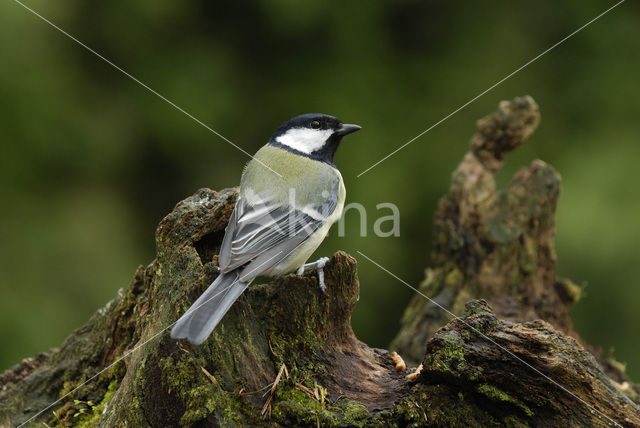 Great Tit (Parus major)