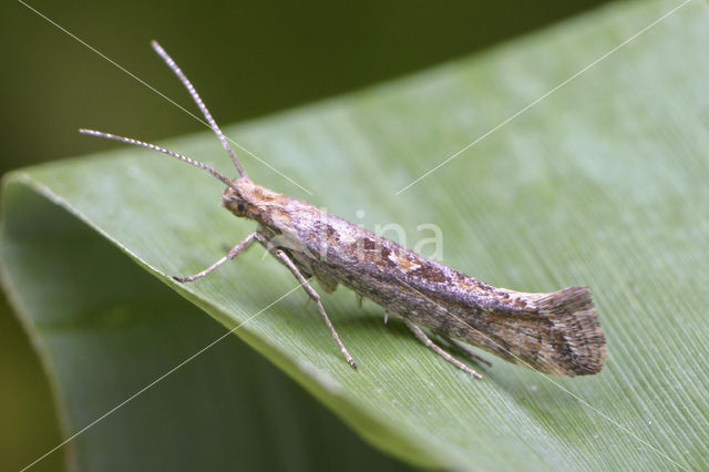diamondback moth (Plutella xylostella)