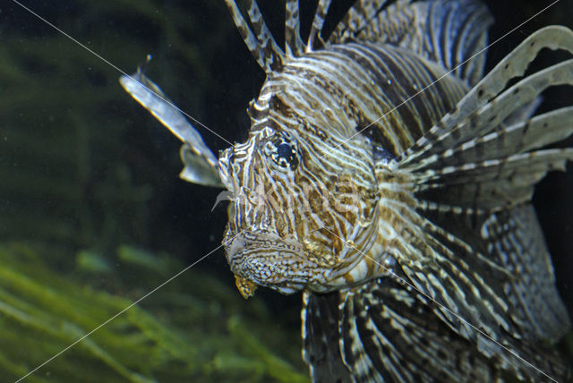 Frillfin turkeyfish (Pterois mombasae)