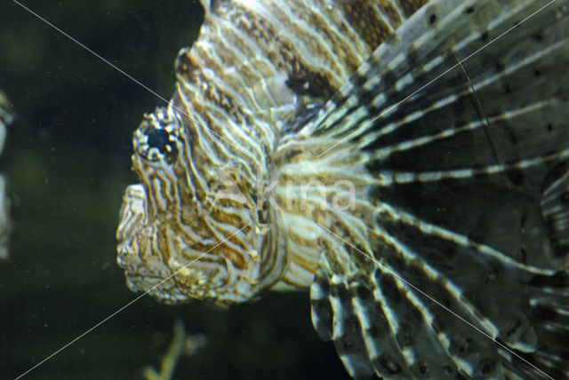 koraalduivel (Pterois mombasae)