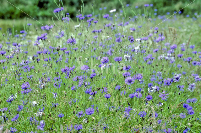 Cornflower (Centaurea cyanus)