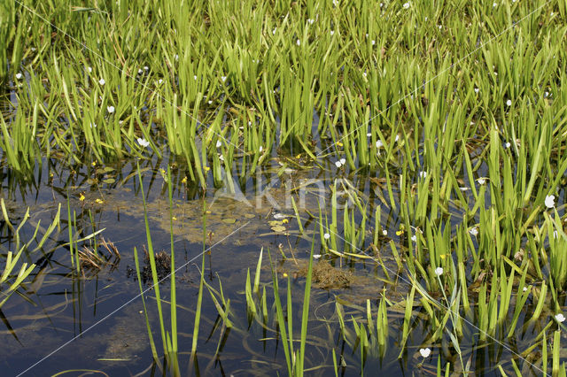 Watersoldier (Stratiotes aloides)