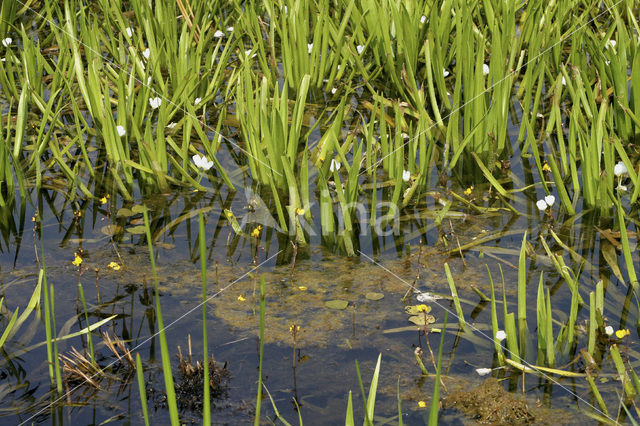 Watersoldier (Stratiotes aloides)