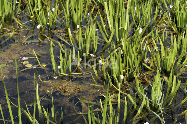 Watersoldier (Stratiotes aloides)
