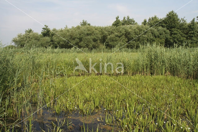 Watersoldier (Stratiotes aloides)