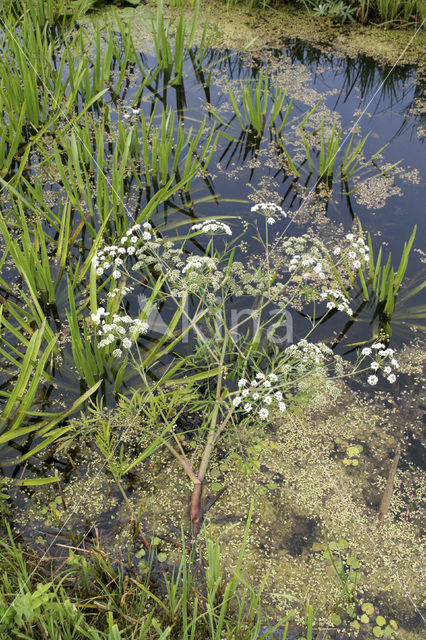 Watersoldier (Stratiotes aloides)