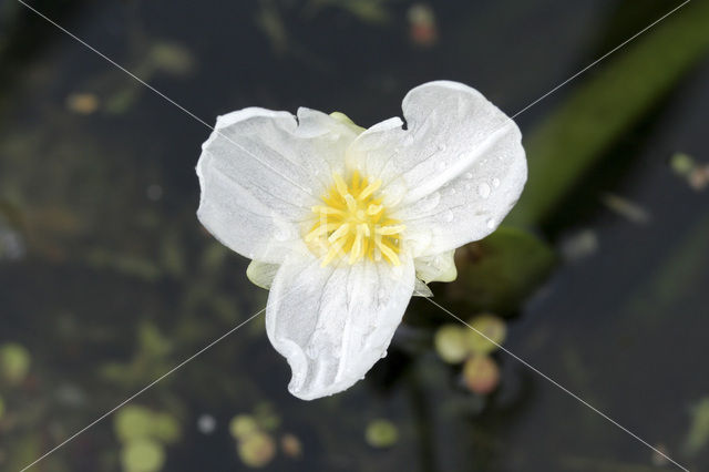 Watersoldier (Stratiotes aloides)