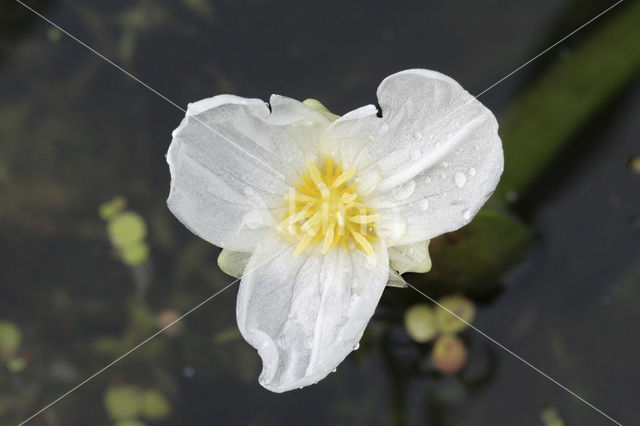 Krabbescheer (Stratiotes aloides)