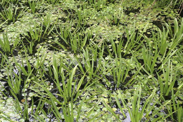 Watersoldier (Stratiotes aloides)