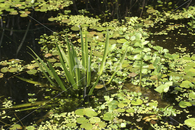 Krabbescheer (Stratiotes aloides)