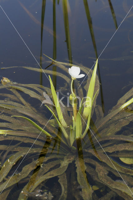 Watersoldier (Stratiotes aloides)