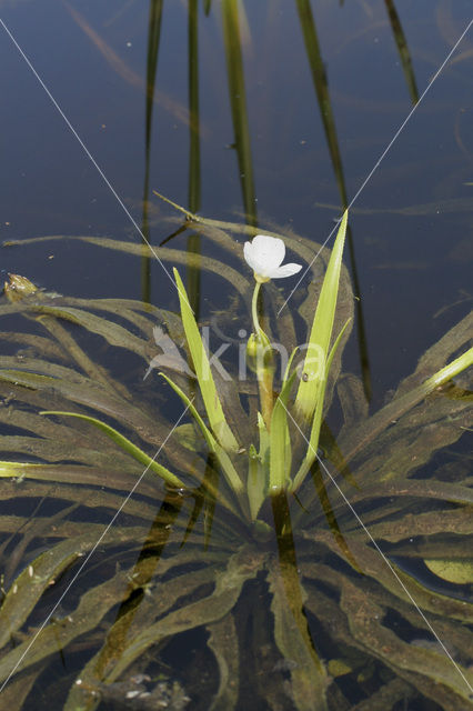 Krabbescheer (Stratiotes aloides)