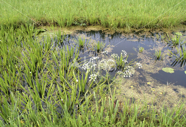 Watersoldier (Stratiotes aloides)