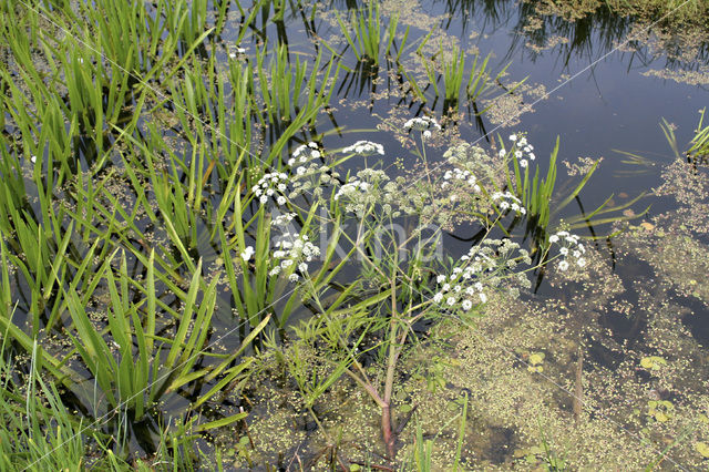 Watersoldier (Stratiotes aloides)