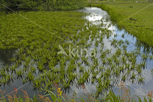 Krabbescheer (Stratiotes aloides)