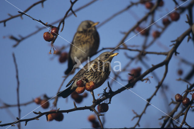 Fieldfare (Turdus pilaris)