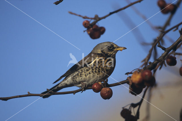 Fieldfare (Turdus pilaris)