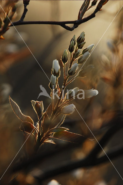 Krentenboompje (Amelanchier spec.)