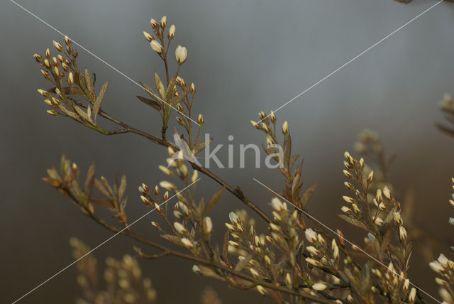 Juneberry (Amelanchier spec.)