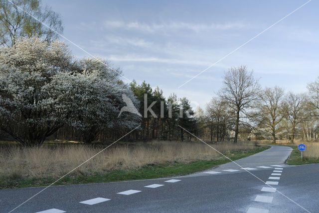 Krentenboompje (Amelanchier spec.)