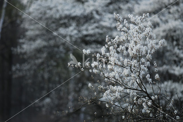 Krentenboompje (Amelanchier spec.)