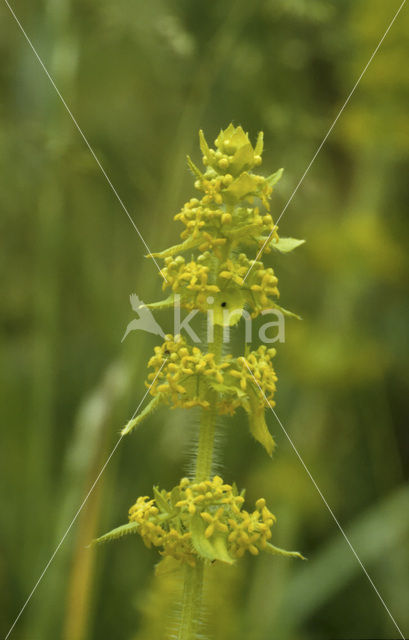 Crosswort (Cruciata laevipes)