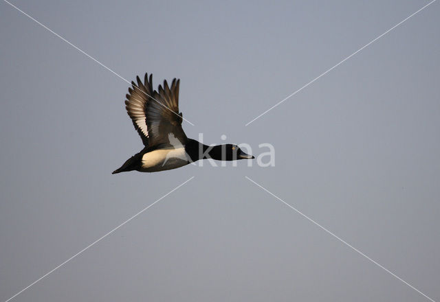 Tufted Duck (Aythya fuligula)