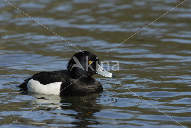 Tufted Duck (Aythya fuligula)