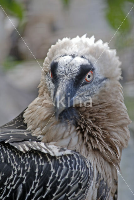 Vulture